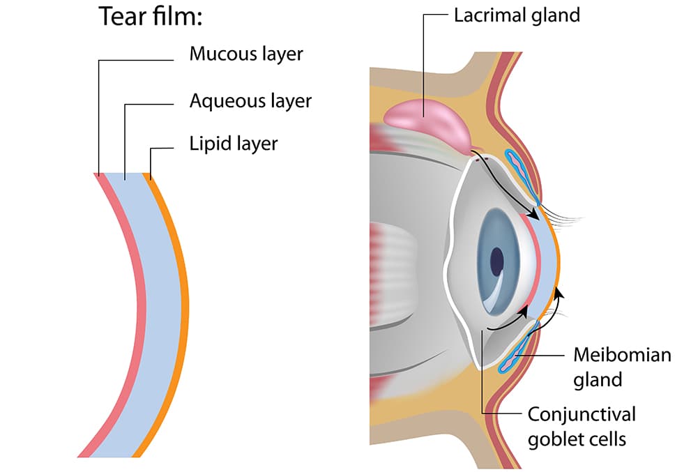 Tear film diagram